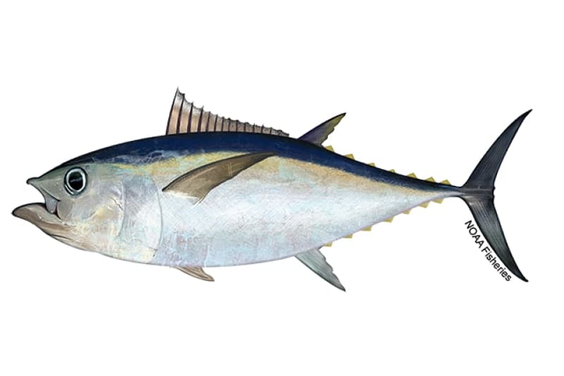 Bigeye Tuna