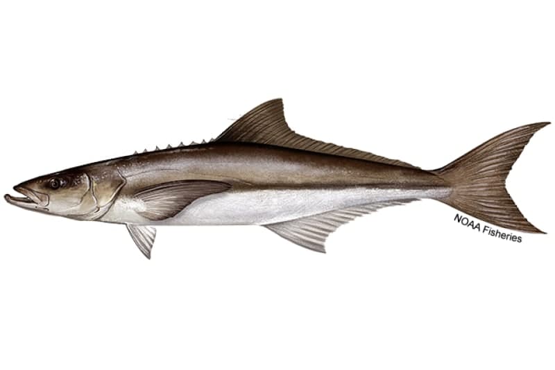 Cobia