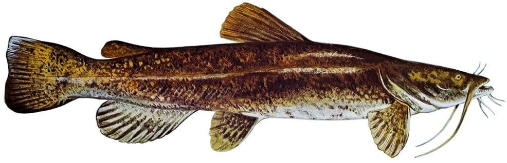 Flathead Catfish