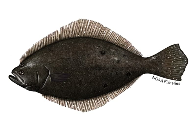 Flounder (Southern & Summer)