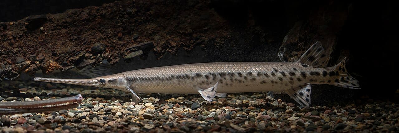 Gar (Longnose & Alligator)