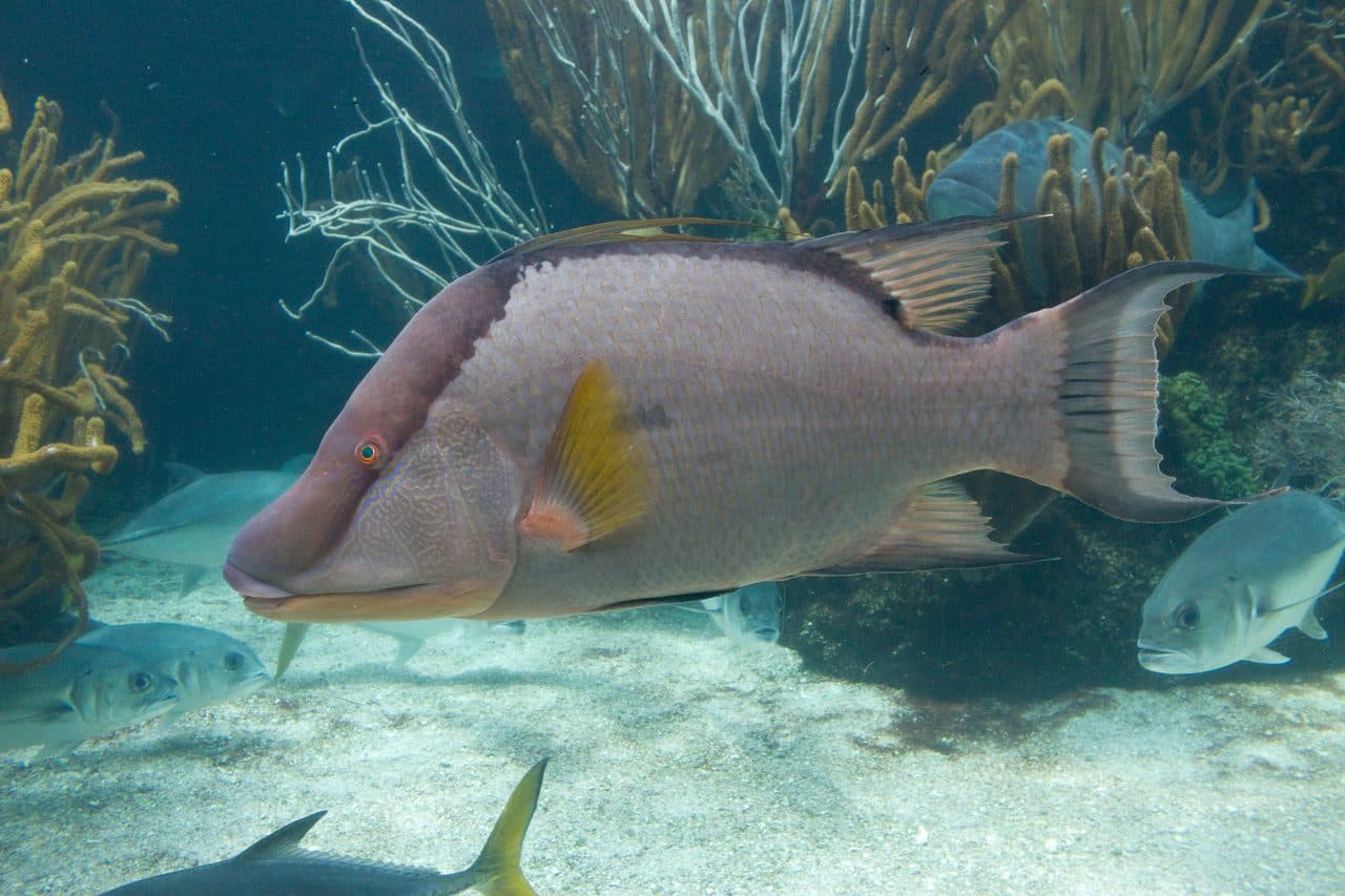 Hogfish