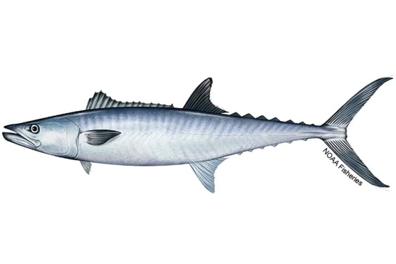 King Mackerel