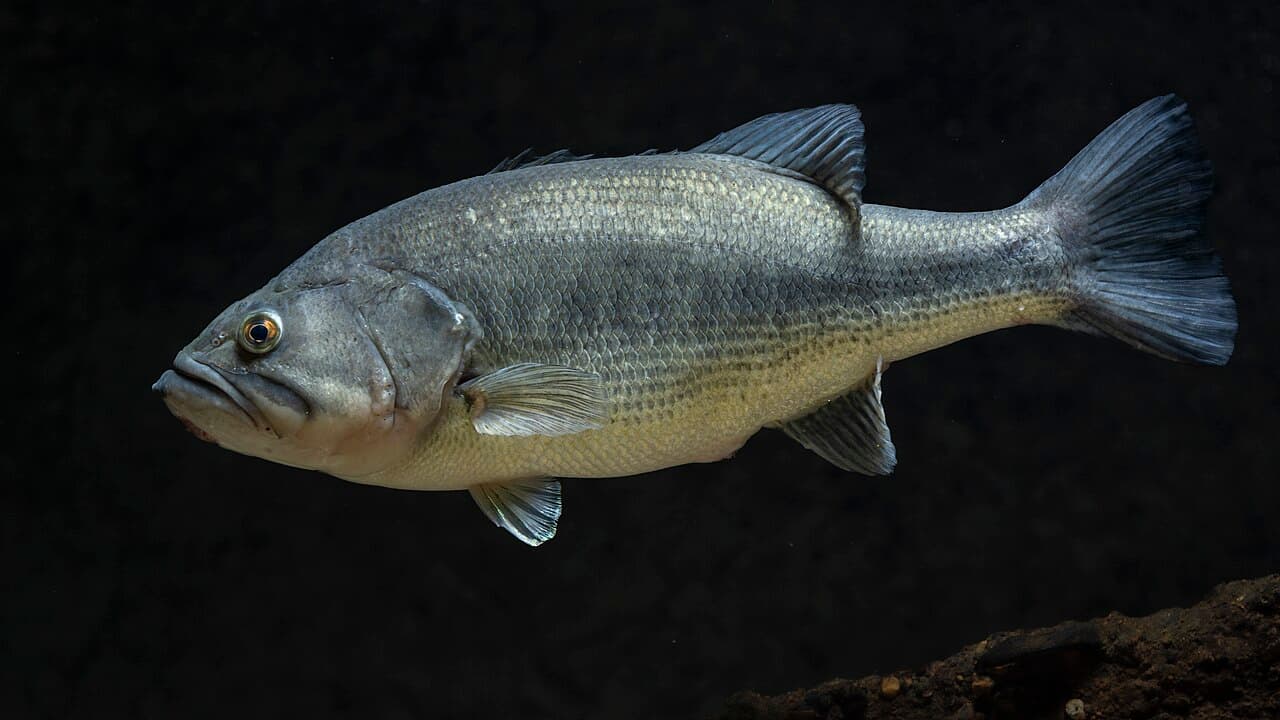 Largemouth Bass