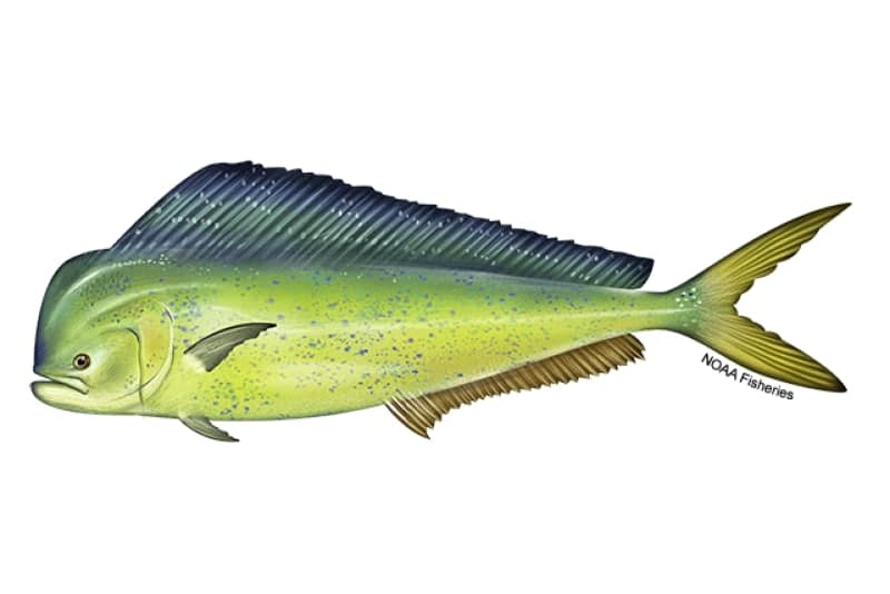 Mahi-Mahi (Dolphinfish)