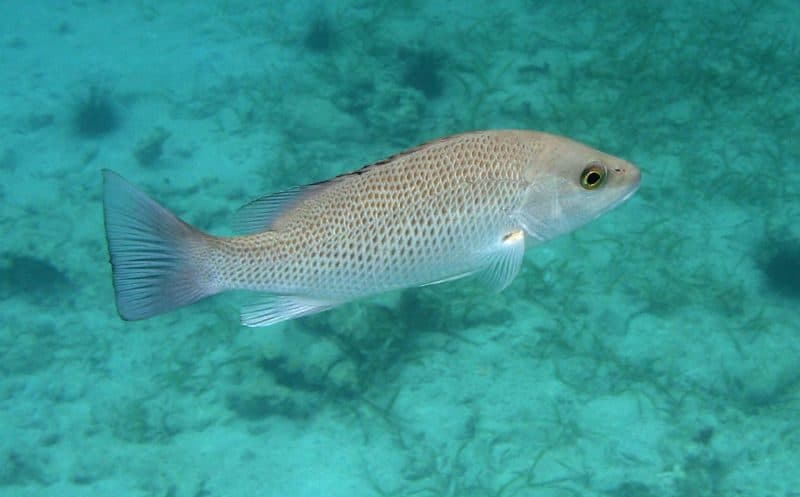 Mangrove Snapper (Gray Snapper)