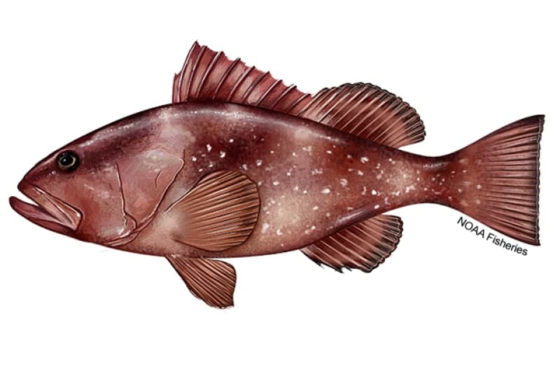 Red Grouper