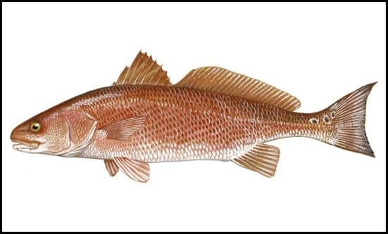 Redfish (Red Drum)