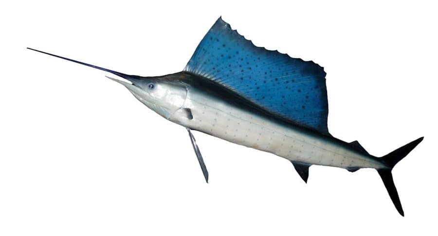 Sailfish