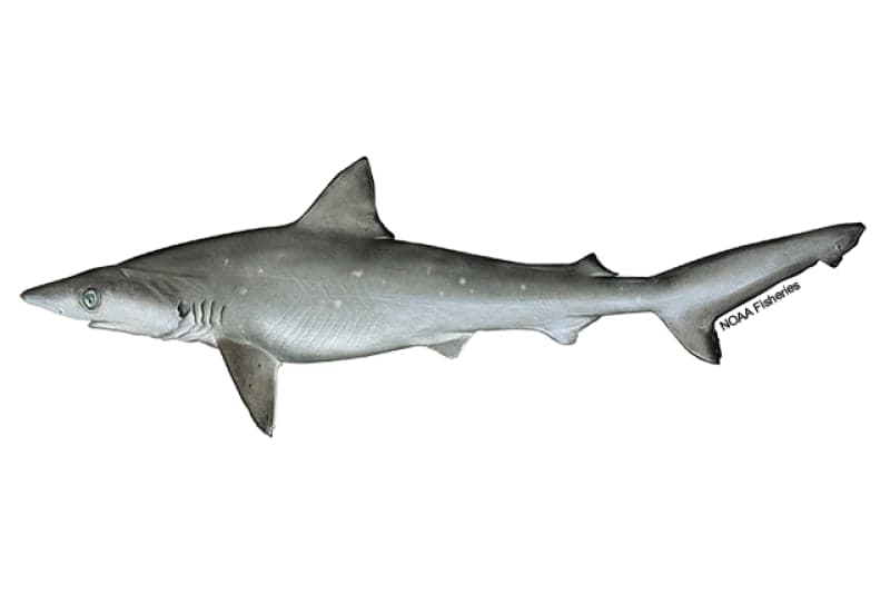 Sharks (Blacktip, Bull, Bonnethead)