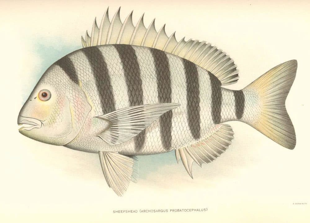 Sheepshead
