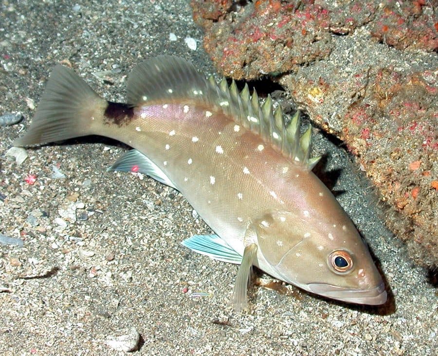 Snowy Grouper