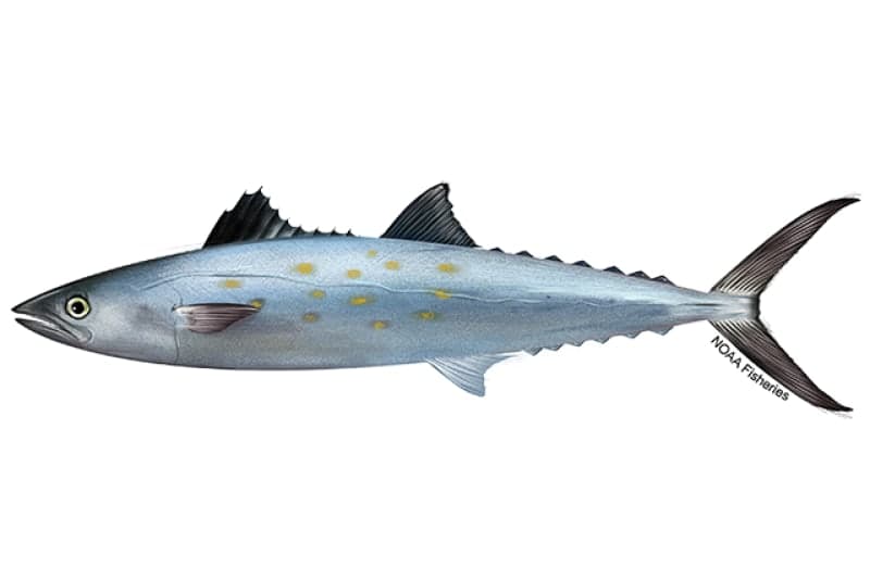 Spanish Mackerel