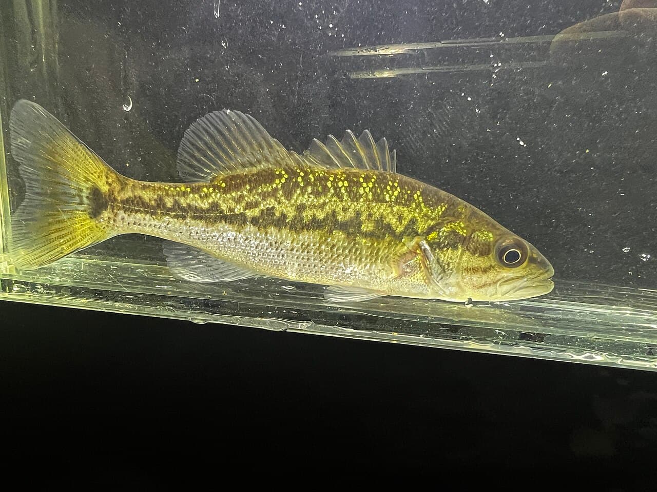 Spotted Bass