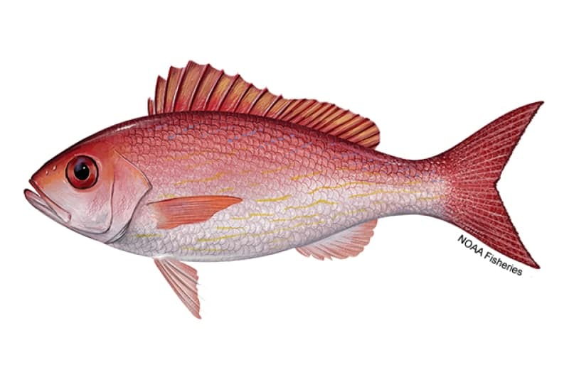 Vermilion Snapper