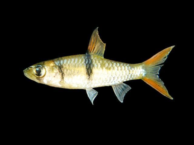 Hampala Barb