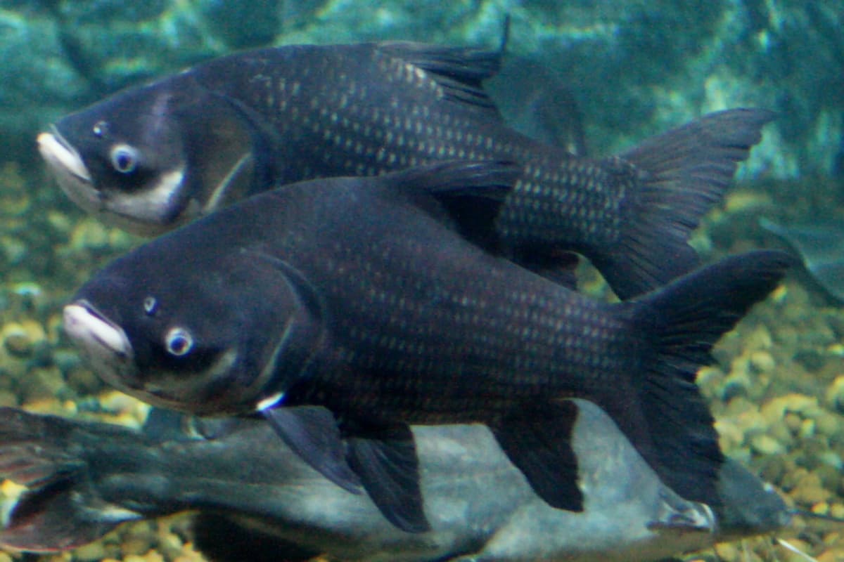 Siamese Carp