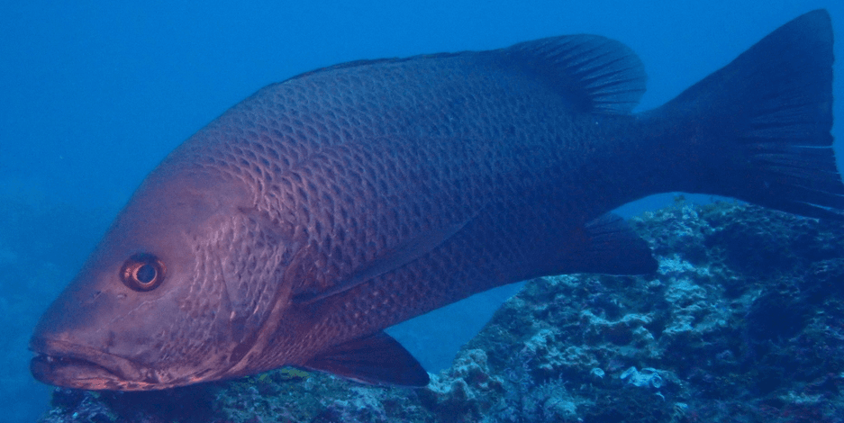 Mangrove Jack