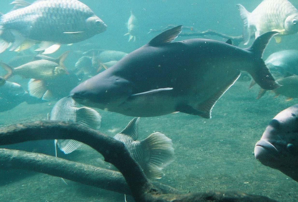 Swai Catfish