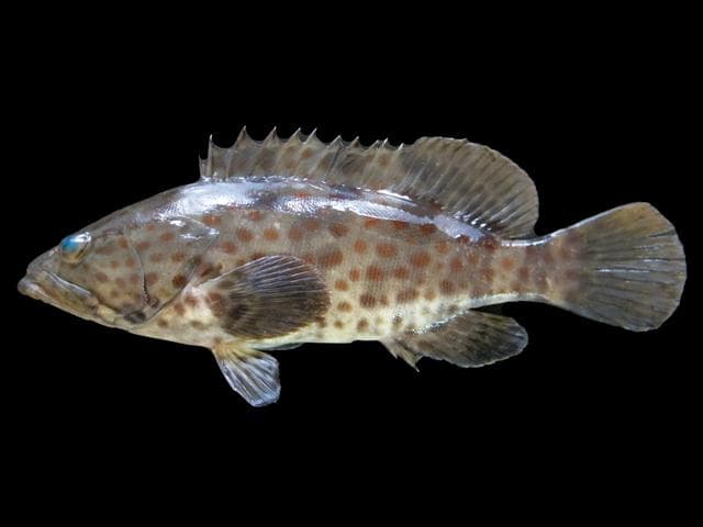 Estuary Grouper