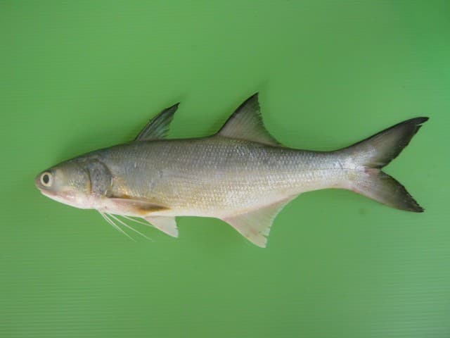 Fourfinger Threadfin